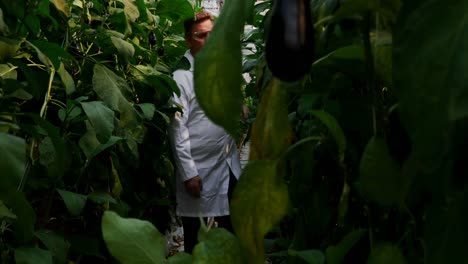 Scientist-examining-aubergine-in-greenhouse-4k