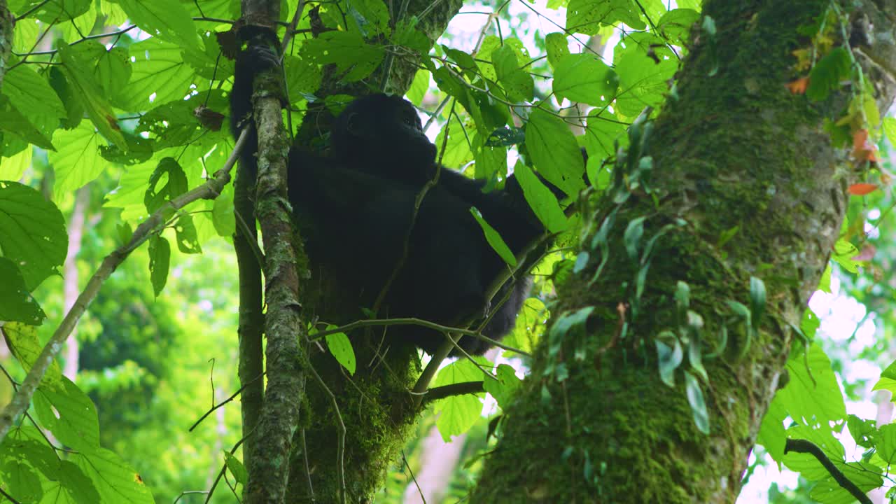 Cucciolo di gorilla solo e isolato allo stato brado in una fitta foresta, che gioca con le foglie appese in alto su un albero.