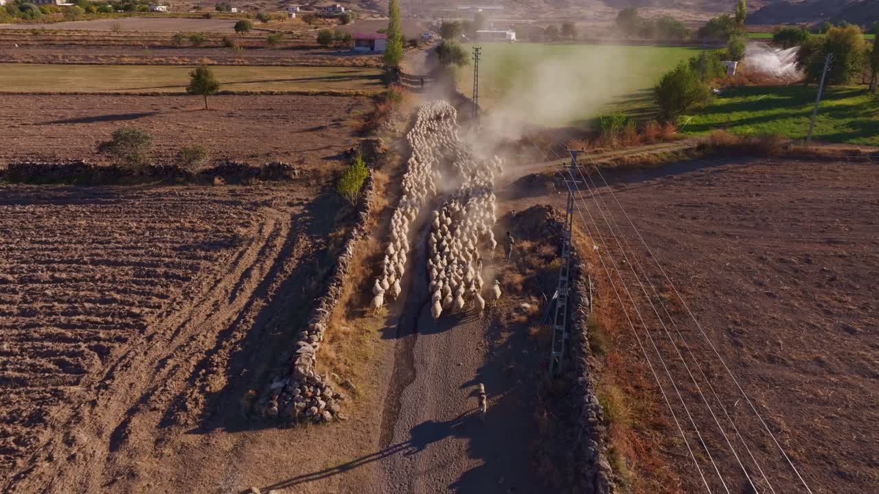 Un berger menant des moutons à travers le terrain paisible de Kayseri, Turquie