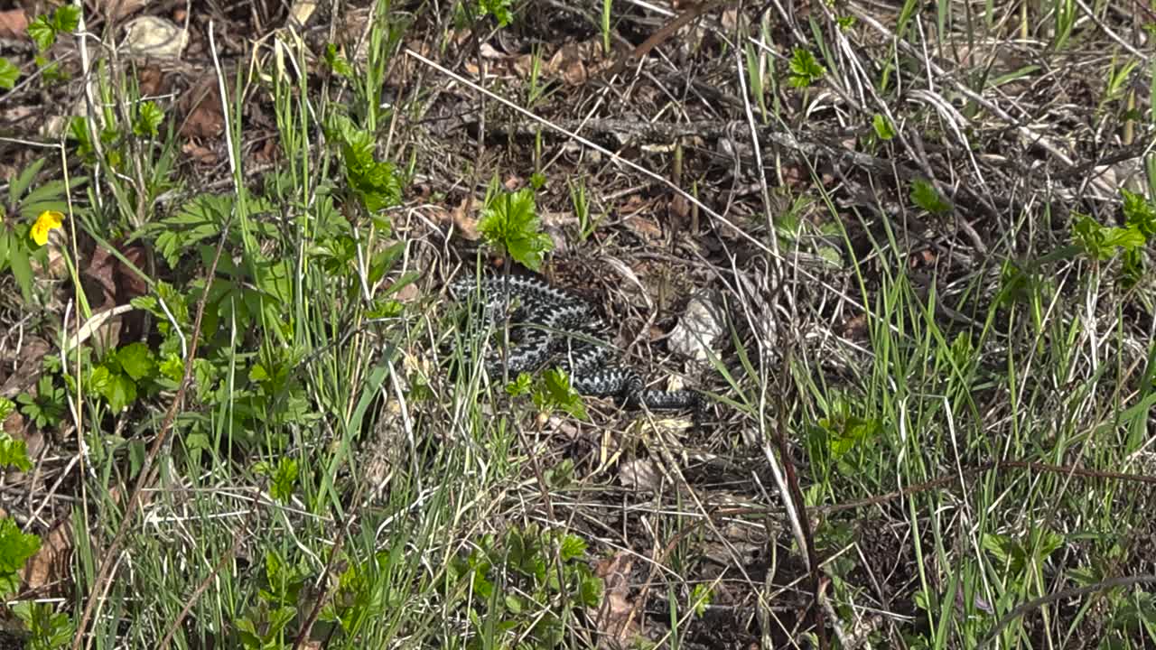 Low angle view of Estonian viper snake basking under the warm spring sun, spotted in sunny glade with dry grass and green shoots at Puhtu nature reserve. Adder textured scales glistening in sunlight