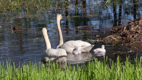 swan family swimming in a lake, sunny spring day, in finland - cygnus