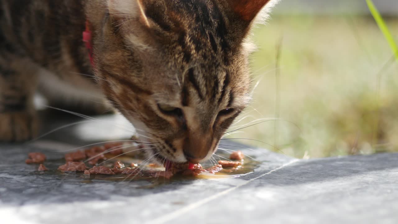 Cat Eating Food Outdoors