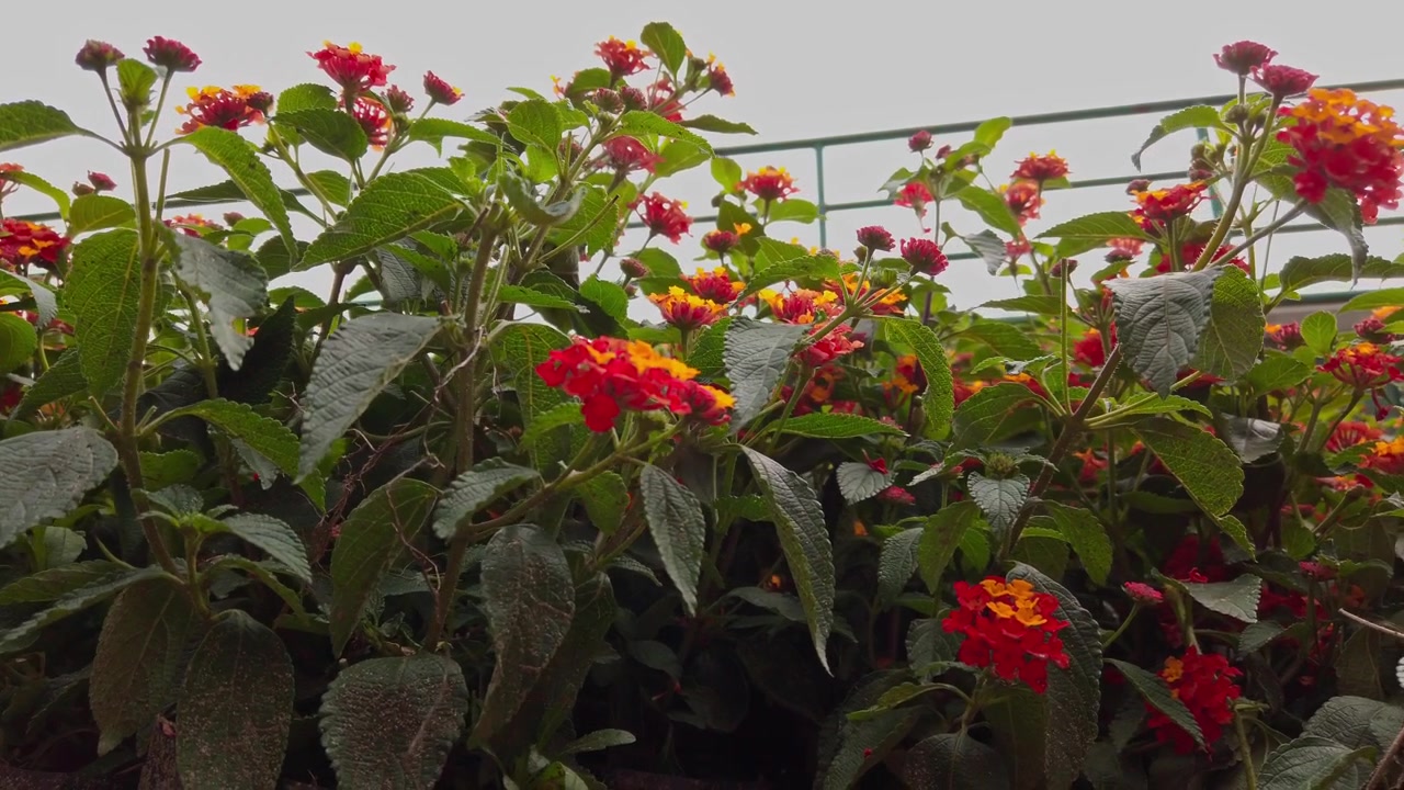 Primo piano di fiori di lantana colorati con grappoli di fiori rossi, arancioni e gialli, fogliame verde, piante ornamentali sane e abbondanti fioriture