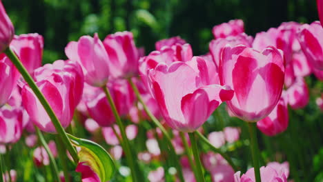 large pink tulips with a yellow core grow with a green garden