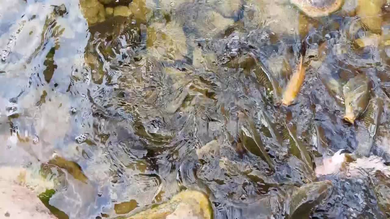 Fish swimming in the garden fountain
