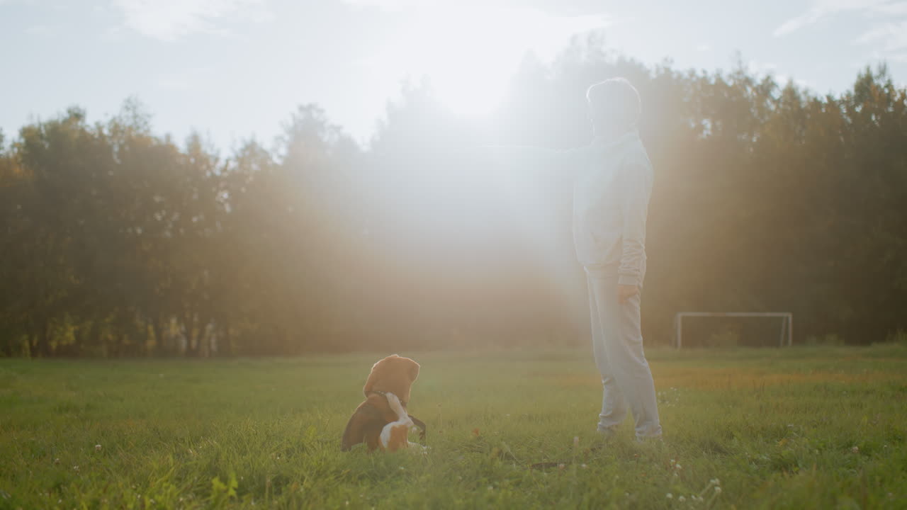Dog owner flexing body during outdoor workout session while beagle dog watches attentively on green grassy field under bright sunlight with trees and soccer goal visible in peaceful park setting