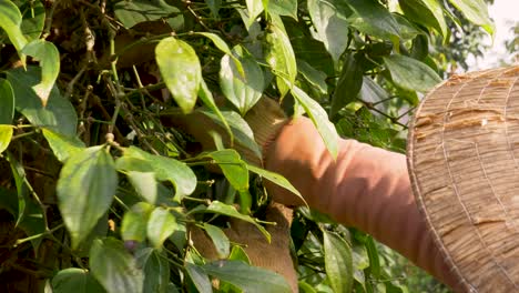 Farmer-picking-peppercorns-from-the-plant-while-wearing-the-traditional-Asian-hat,-unrecognizable-person