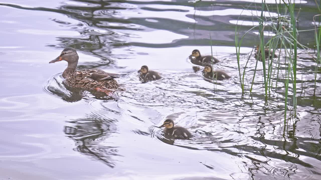 Brood of Ducklings swim with mother hen in lake reeds to open water