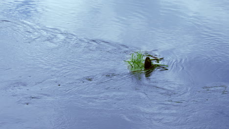 Kleine-Baumstümpfe-Und-Gras-Wachsen-In-Der-Nähe-Des-Flusses-Mit-Schneller-Strömung.-Fluss-In-Bewegung