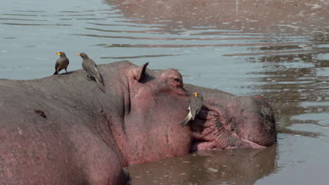 tres picabueyes de pico amarillo limpiando la cabeza del hipopótamo en agua turbia, plano medio