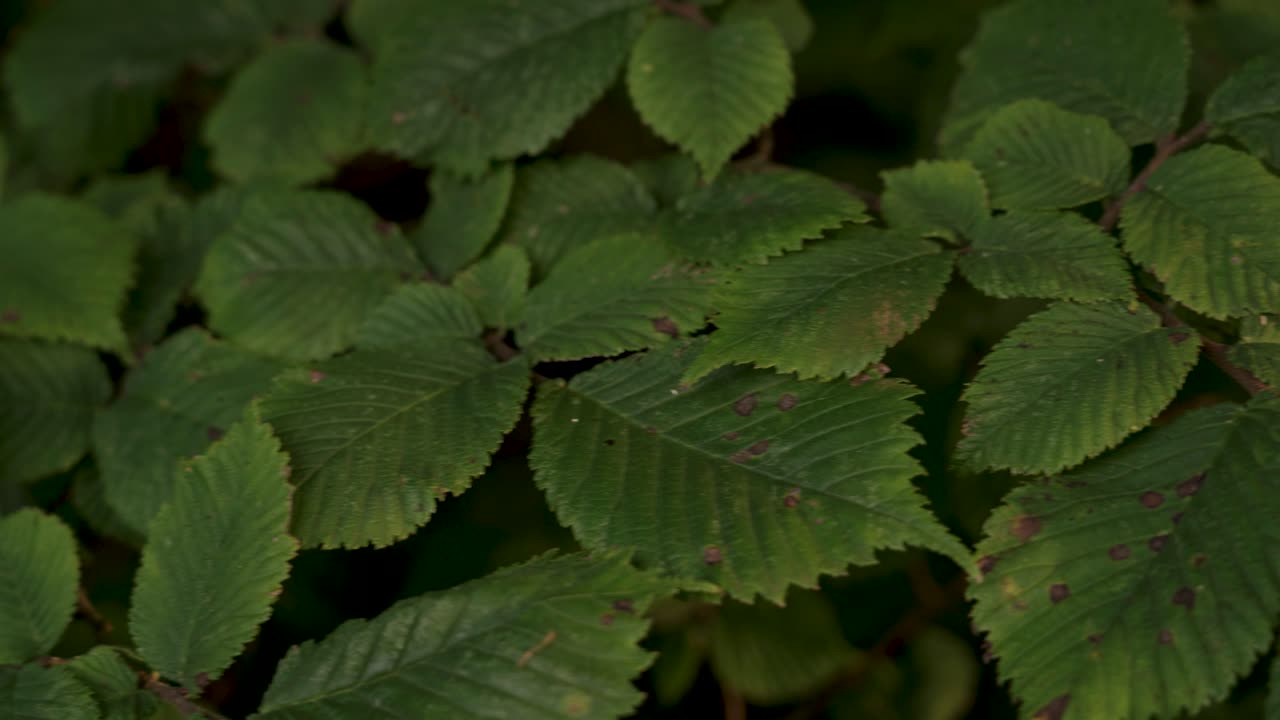 primer plano de hojas verdes