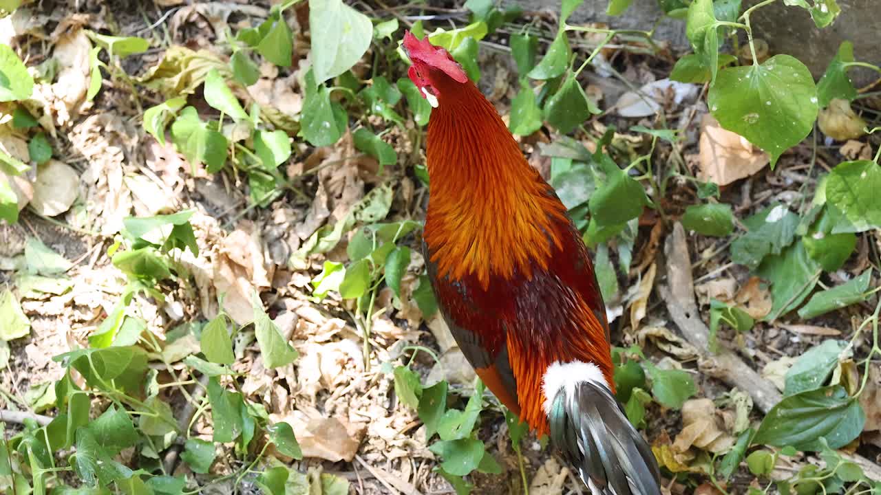 A rooster exploring foliage in Chonburi, Thailand