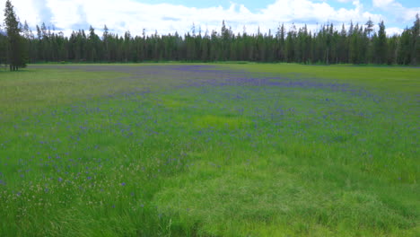 Beautiful-Flower-Meadow-in-Nature-Landscape-of-Montana,-USA---Zoom-in