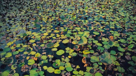 a forest of lilypads growing in a marsh in thailand