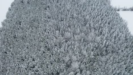 La-Nieve-Blanca-Fresca-Y-Limpia-Cubre-El-Suelo-Y-Las-Ramas-De-Los-árboles-De-Hoja-Perenne-Que-Separan-Los-Campos-Agrícolas-En-Invierno