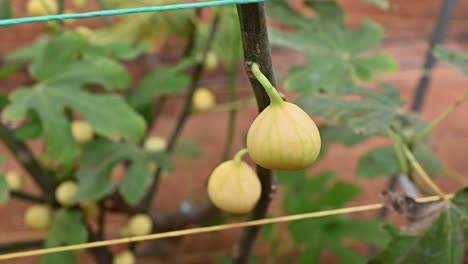 sweet, fresh green figs on the fig tree branches inside a greenhouse