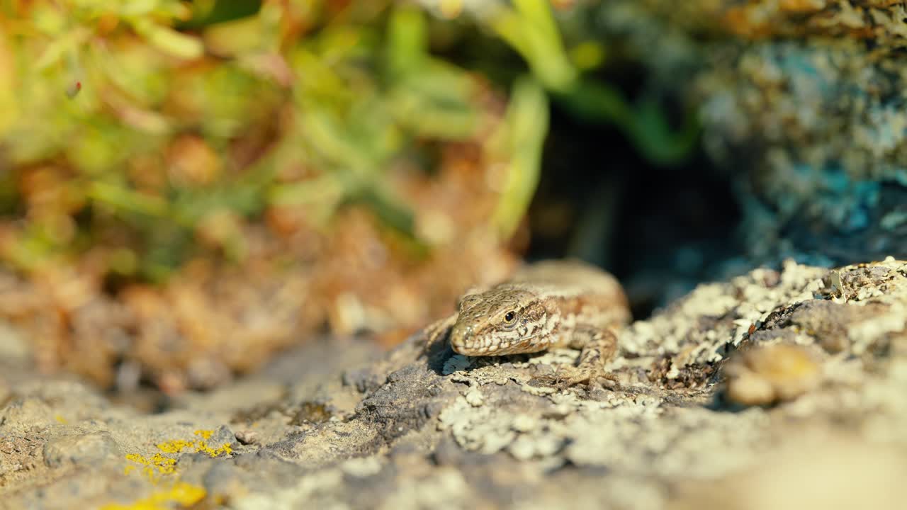 A close-up shot capturing the intricate details and patterns of a lizard's skin as it enjoys the warmth on a rocky terrain, surrounded by natural colors