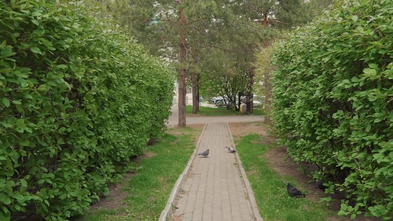 Pigeons Walking and Flying on a Paved Path in a Green Park