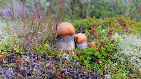 hermoso hongo boletus edulis en el musgo de la tundra ártica. hongo blanco en la hermosa naturaleza paisaje natural de noruega. temporada de hongos.
