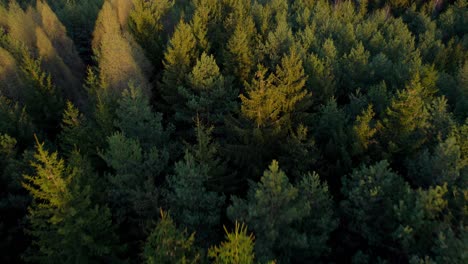 Cumbres-Doradas-De-árboles-Coníferos-Al-Atardecer-En-Un-Bosque-Denso---Vista-De-Drones