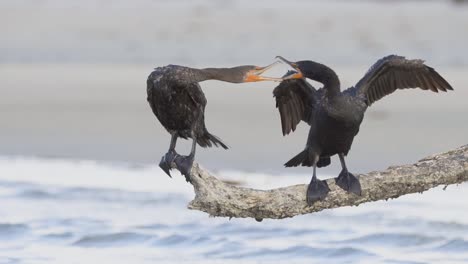 two angry cormorants fighting with on another on beach log in slow motion