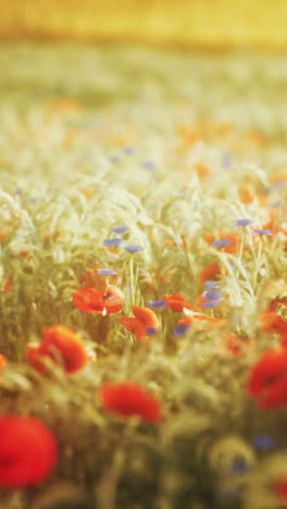 campo de amapolas en verano