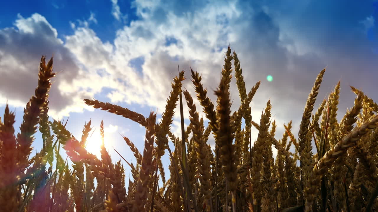 Yellow dry spikelets of barley waving in the field. Ripe ears of corn at backdrop of summer sky.