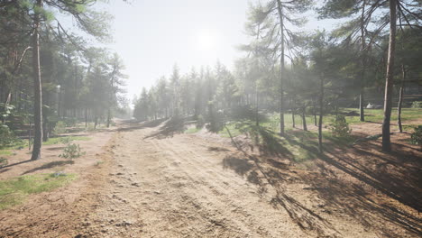 Sendero-Colorado-Entre-Los-Pinos-Con-Las-Montañas