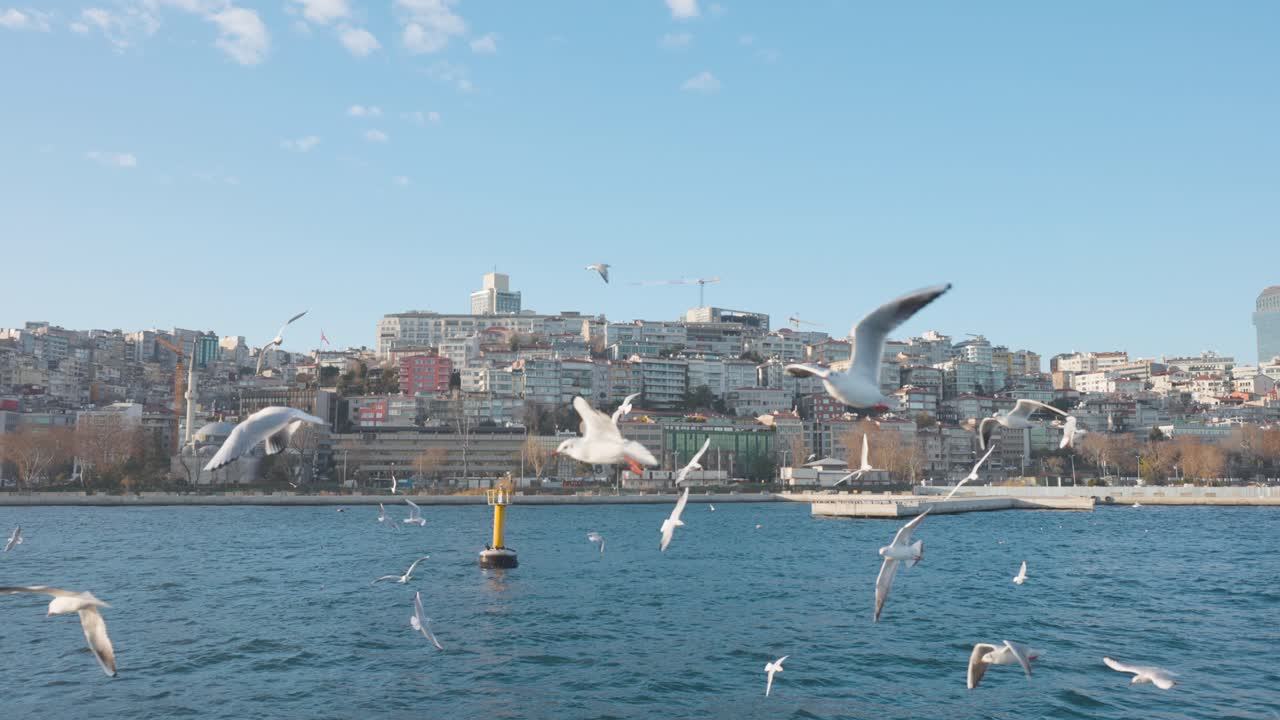 Cảnh quan thành phố Istanbul với những con mòng biển