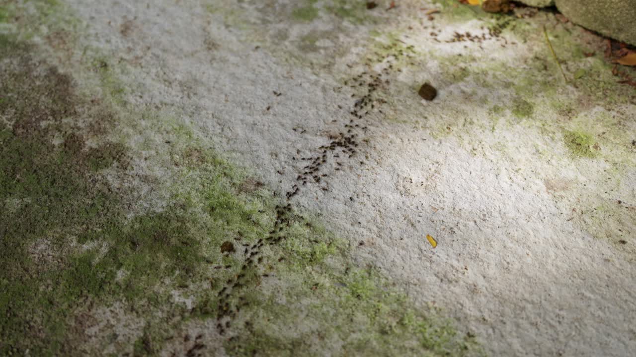 Una vista ravvicinata di una scia costante di formiche nere che si muovono su un pavimento in cemento chiaro e muschioso in un ambiente da giardino tropicale.