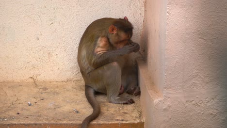 monkey-seating-alone-building-wall