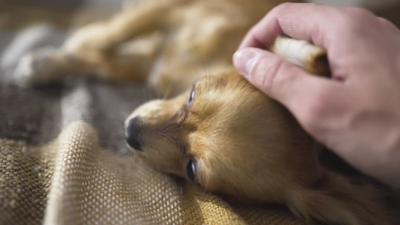 사랑스러운 재는 개 치후아하 (chihuaha) 는 카레드 위에서 잠을 자고, 한 사람의 손은 잠자는 애완동물을 만지고 있다.