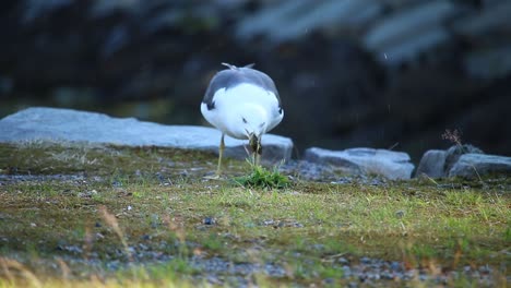 Möwe,-Die-Eine-Krabbe-In-Bergen,-Norwegen-Isst