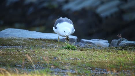seagull eating a crab in bergen norway