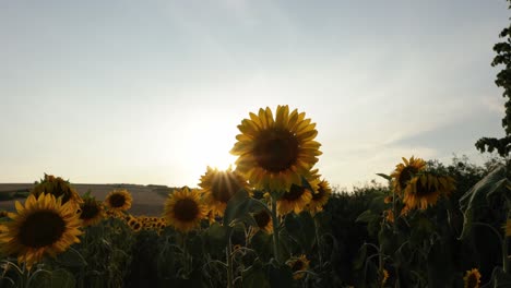 Campos-De-Flores-De-Girasol-En-Flor-Iluminados-Por-El-Sol-Durante-La-Puesta-De-Sol