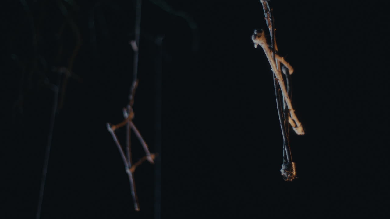 Suspended Twigs in the Dark