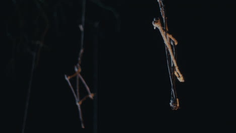 suspended twigs in the dark
