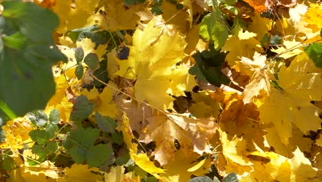 Slow-dolly-slide-of-colorful-lighting-leaves-of-tree-in-nature-during-sunlight-in-autumn