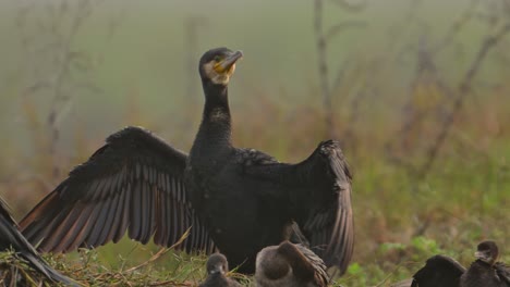 Großer-Kormoran,-Der-Sich-Morgens-Ausruht