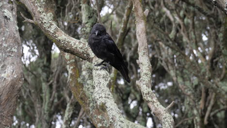 slow motion crow perched on moonah tree branch looking around