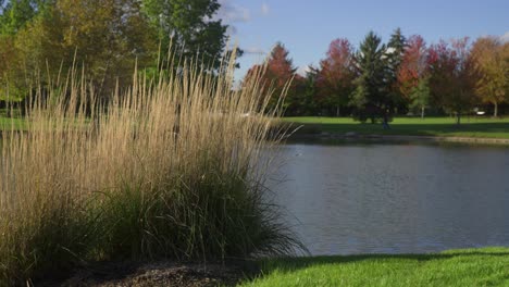 reed grass in front of small pond