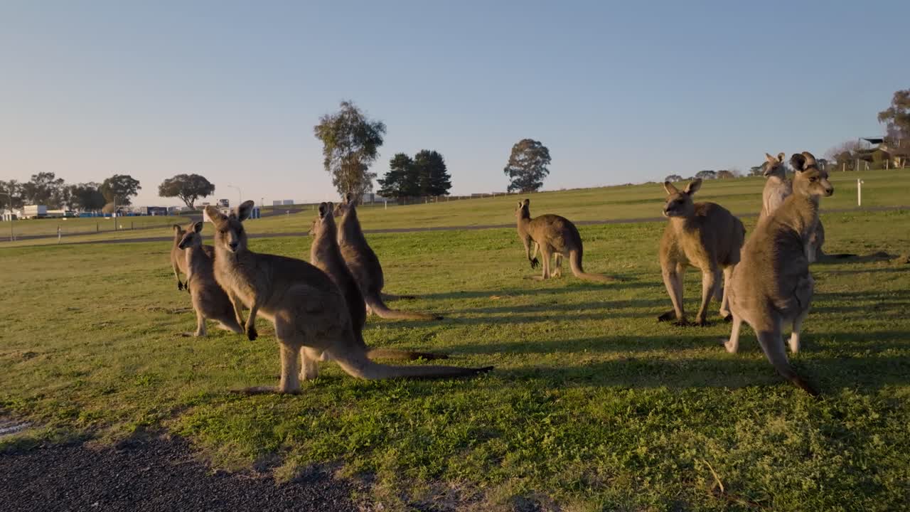 Kangaroos enjoying morning at Mount Panorama Wahluu
