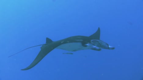 reef manta ray leaves cleaning station, turns around and comes back, good visibility