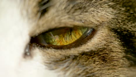 Extreme-Macro-close-up-of-sleepy-lighting-cat-eye-blinking-in-slow-motion