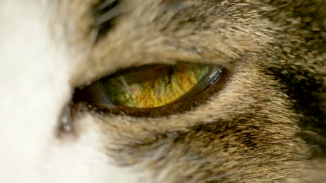 extreme macro close up of sleepy lighting cat eye blinking in slow motion