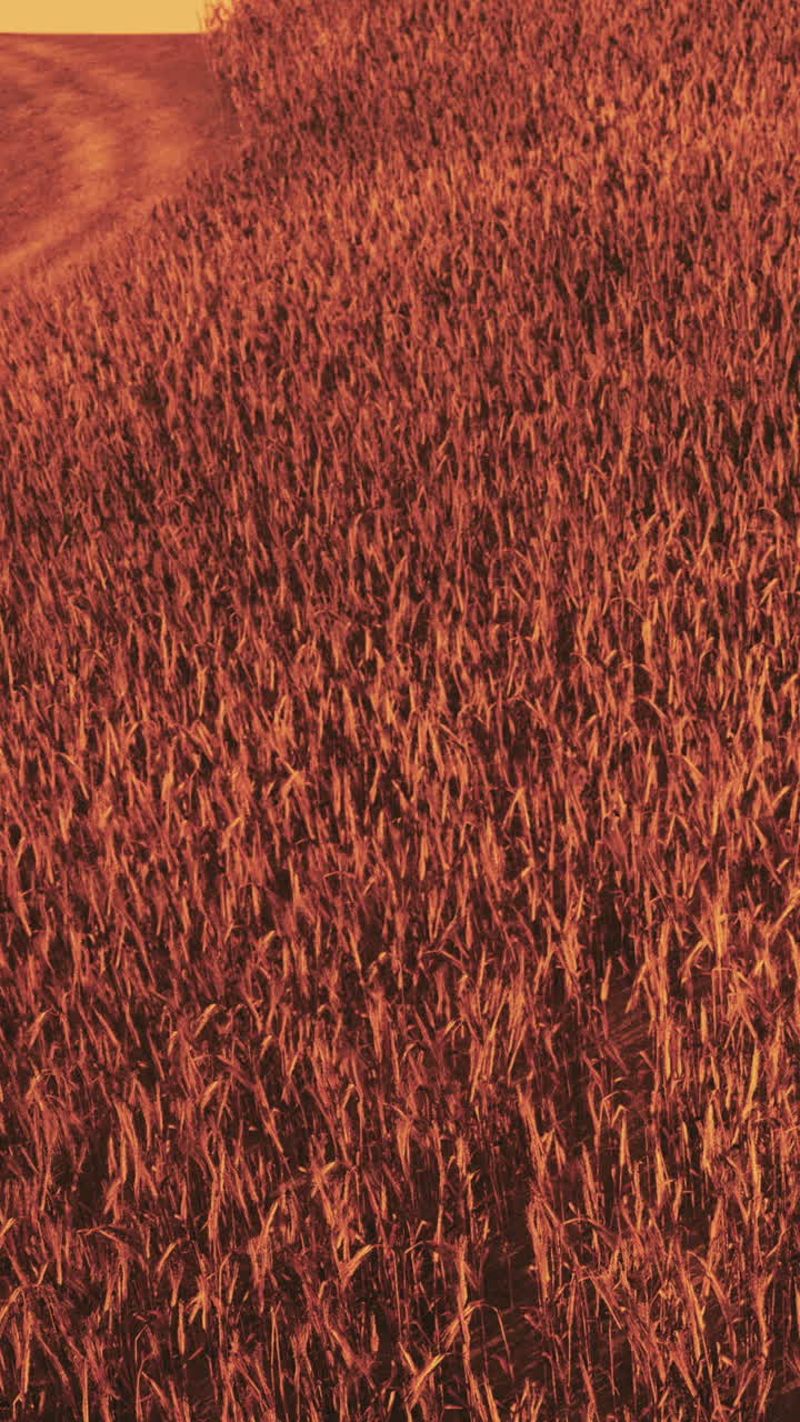 el campo de trigo dorado al atardecer