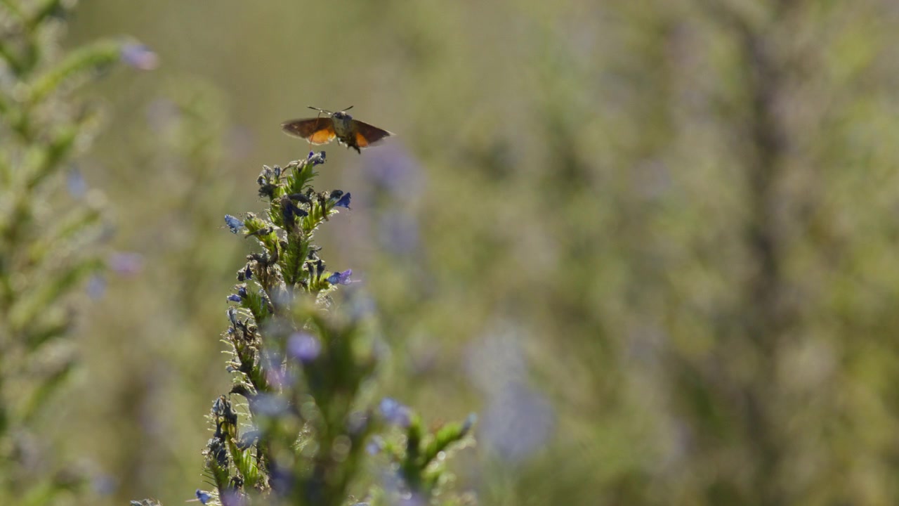 Hummingbird Hawk-moth collect nectar from blueweed using proboscis, slow motion
