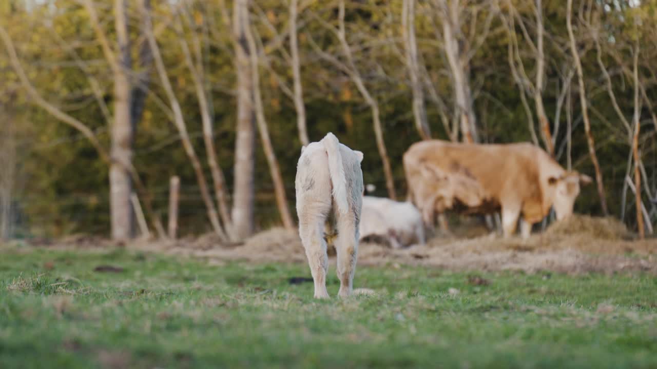 Little Baby Calf&rsquo;s eating Grass
