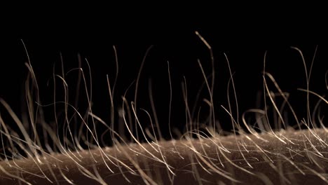 close-up of human facial hair