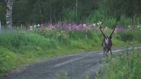 Un-Ciervo-Deambulando-Por-Un-Sendero-Cubierto-De-Hierba,-Vangsvik,-Noruega---Toma-Amplia